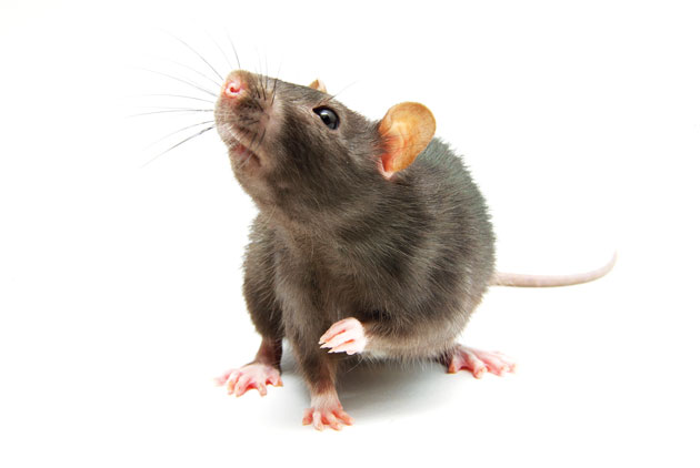 rat