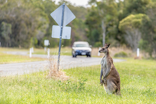 kangaroo volvo autonomous cars